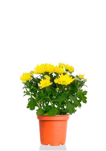 Хризантема микс 12/30 см