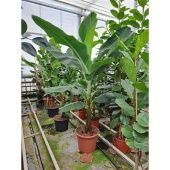 Банан Dwarf Cavendish d50 см h240 см Банан Dwarf Cavendish d50 см h240 см