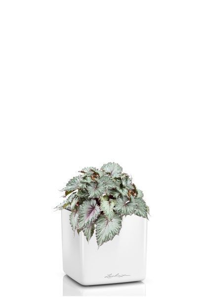 Бегония Белиф Хавайн Сильвер 13/25 см в CUBE GLOSSY 14