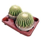 Эхинокактус Грузони Brevispinus в кашпо d20 см h40 см Эхинокактус Грузони Brevispinus в кашпо d20 см h40 см