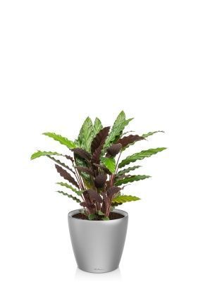 Калатея Руфибарба 17/60 см в CLASSICO LS 28, серебристый металлик