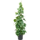 Филодендрон Сканденс Pyramid d27 см h150 см тип 2 Филодендрон Сканденс Pyramid d27 см h150 см тип 2