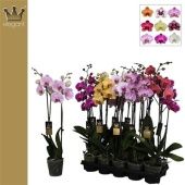 Фаленопсис 2 ствола Mix 18+ (bernhard) d12 см h65 см