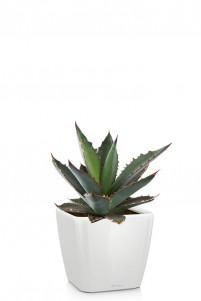 Агава в QUADRO LS 21