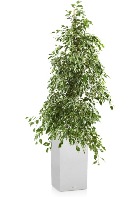 Фикус Бенджамина Голден Кинг пирамида 27_140 см в CANTO STONE HIGH 30