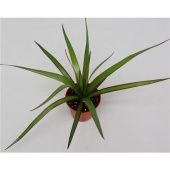 Драцена Маргината розетка d5.5 см h20 см