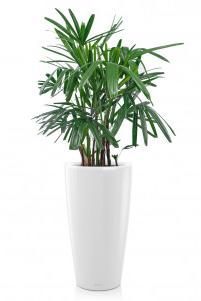 Рапис в RONDO 32