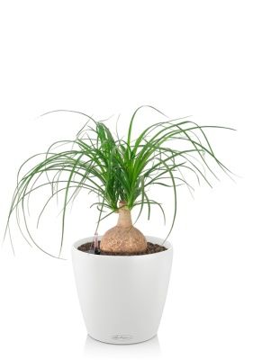 Нолина Спутник 15/30 см в CLASSICO 18, белый