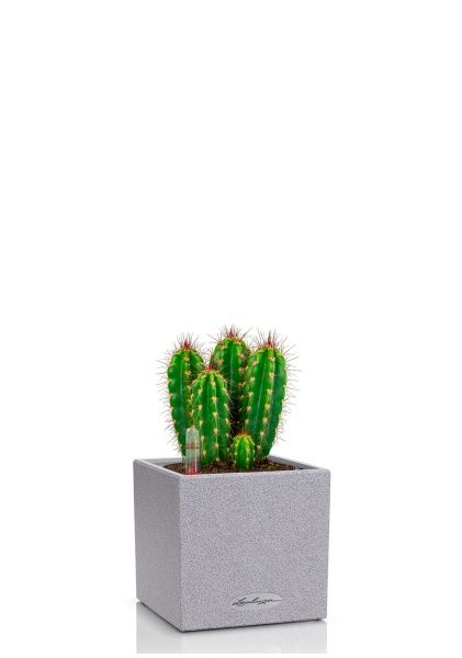 Кактус Неораймондия Герцога 12/20 см в CANTO STONE 14