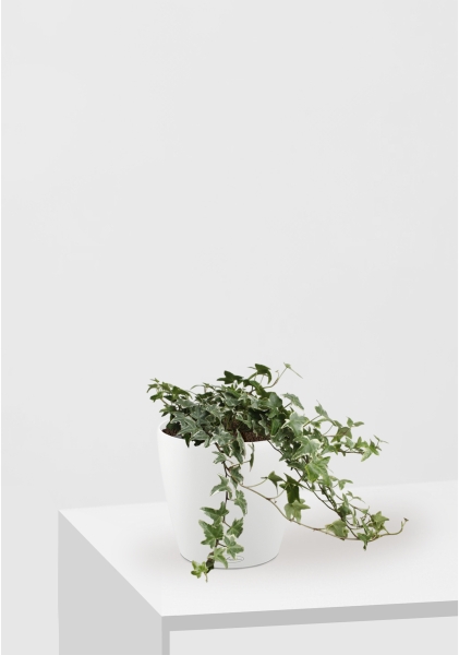 Хедера микс 13/30 см CLASSICO COLOR 18 Хедера микс 13/30 см CLASSICO COLOR 18