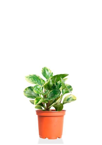 Пеперомия Уса 12/25 см Пеперомия Уса 12/25 см