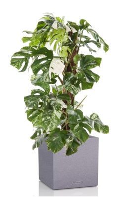Монстера Вариегатная на опоре 30/170 см в CANTO STONE LOW 40, серый камень