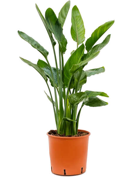 Стрелиция Регина 9/30 см