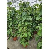 Тетрастигма d40 см h210 см