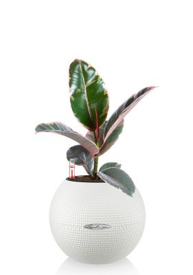 Фикус Эластика Белиз 12/45 см в PURO 20, белый Фикус Эластика Белиз 12/45 см в PURO 20, белый