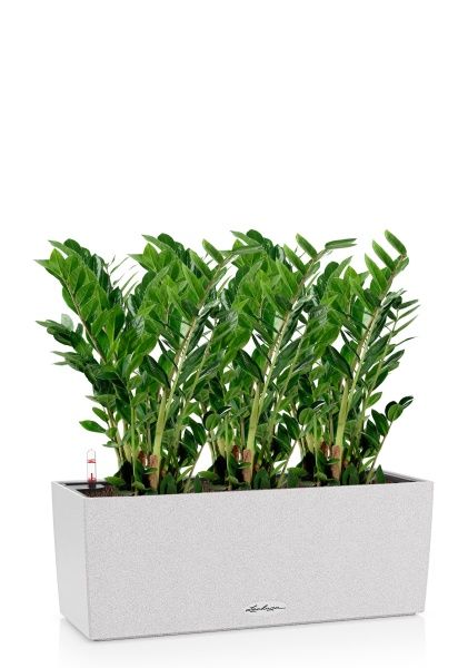 Замиокулькас в BALCONERA STONE 50 Замиокулькас в BALCONERA STONE 50