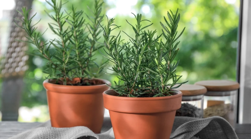 5 растений для ароматного озеленения: создаём пространство с нотками природы