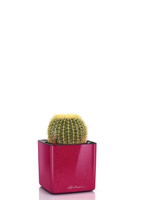 Эхинокактус Грузони 7/8 см в CUBE GLOSSY Kiss 14 Эхинокактус Грузони 7/8 см в CUBE GLOSSY Kiss 14