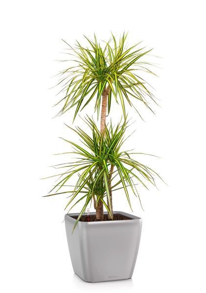 Драцена Маргината Санрей 3 ствола 27/150 см в QUADRO LS 35