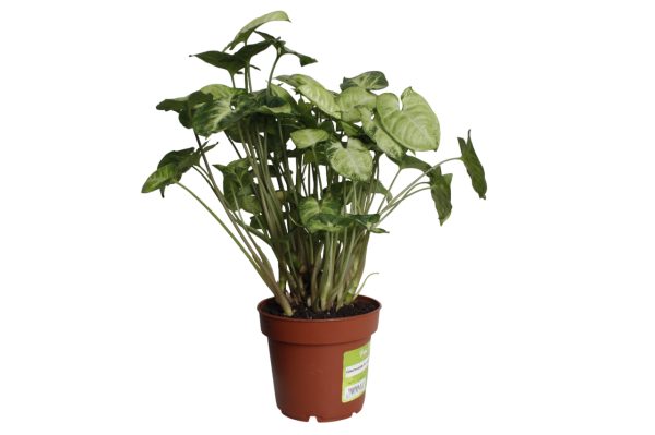 Сингониум Пикси d12 см h20 см