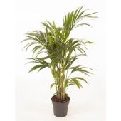 Ховея Форстериана d21 см h120 см тип 4