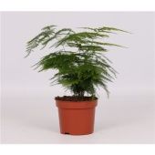 Аспарагус Плюмозус d12 см h30 см