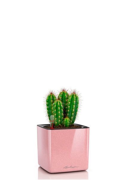 Кактус Неораймондия Герцога 12/20 см в CUBE GLOSSY KISS 14