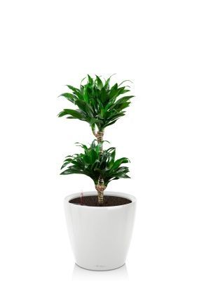 Драцена Компакта CLASSICO LS 28, белый блестящий Драцена Компакта CLASSICO LS 28, белый блестящий