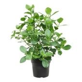 Клузия Розеа Принцесс d30 см h100 см