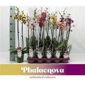 Фаленопсис 2 ствола Mix 16+ (phalaenova) d12 см h65 см тип 2 Фаленопсис 2 ствола Mix 16+ (phalaenova) d12 см h65 см тип 2