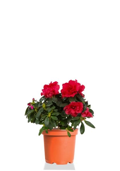 Азалия индика красная 12/25 см