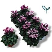 Цикламен Compact Fantasia Purple d10.5 см h17.5 см