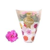 Каланхоэ Rosalina Don Nando Pink d7 см h15 см Каланхоэ Rosalina Don Nando Pink d7 см h15 см