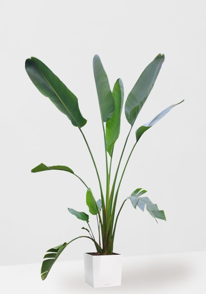 Стрелиция Николай 33/300 см в CUBE 40 Стрелиция Николай 33/300 см в CUBE 40