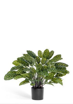 Калатея крупнолистная в горшке