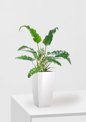 Филодендрон Нарроу 19/55 см в CUBICO 22, белый блестящий Филодендрон Нарроу 19/55 см в CUBICO 22, белый блестящий