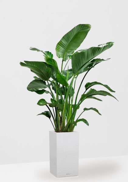 Стрелиция Николай 35/180 см в CANTO STONE HIGH 40