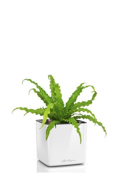 Асплениум Антикум Осака в CUBE GLOSSY 14