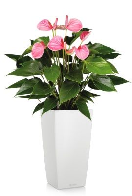 Антуриум Андрианум розовый 17/60 см в CUBICO COLOR 22, белый
