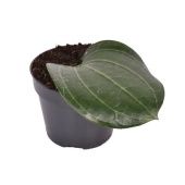 Хойя Latifolia d14 см h10 см