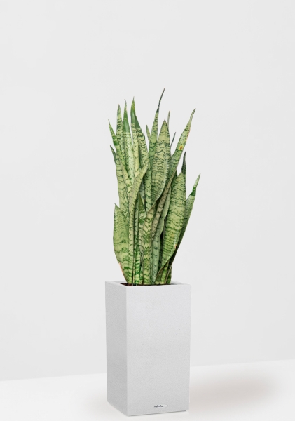 Сансевиерия Зейланика 21/70 см в CANTO STONE HIGH 30