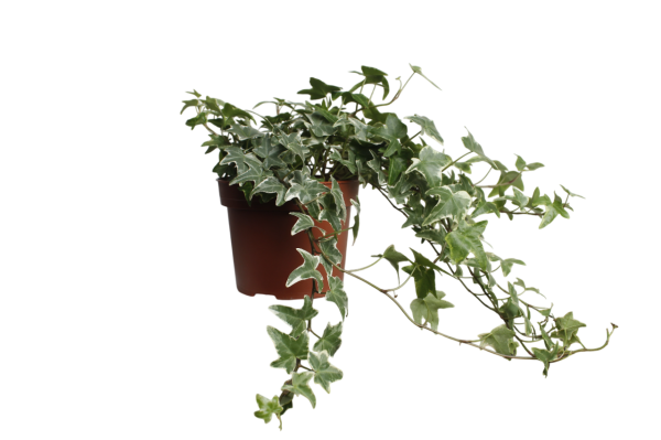 Хедера микс d13 см h30 см