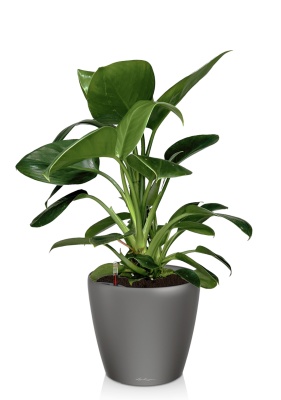 Филодендрон Грин Принцесс 17/60 см в CLASSICO LS 28, антрацитовый металлик