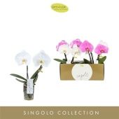 Фаленопсис 2 ствола Singolo Mix (opti) d9 см h40 см