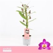 Дендробиум Nobile Akatsuki Compact 1 ствол d12 см h40 см тип 1 Дендробиум Nobile Akatsuki Compact 1 ствол d12 см h40 см тип 1