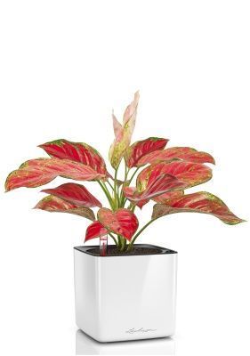 Аглаонема Корал Ред в CUBE GLOSSY 14, белый блестящий Аглаонема Корал Ред в CUBE GLOSSY 14, белый блестящий