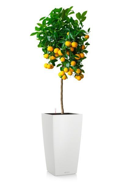 Каламондин в CUBICO COLOR 30