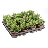 Крассула денежное дерево Оазис d8.5 см h12.5 см Крассула денежное дерево Оазис d8.5 см h12.5 см
