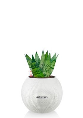 Сансевиерия Зейланика 9/30 см в PURO 20, белый Сансевиерия Зейланика 9/30 см в PURO 20, белый