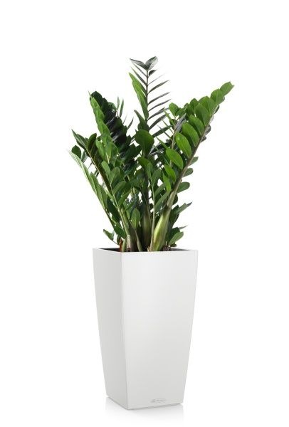 Замиокулькас 21/90 в CUBICO Color 30 Замиокулькас 21/90 в CUBICO Color 30